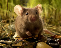 Мышь в траве
